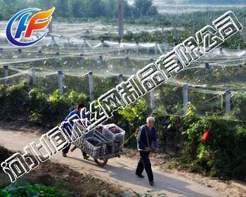 防鳥網(wǎng)